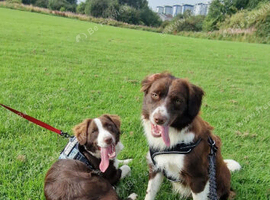 2 male sprollies
