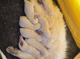 Beautiful Pure Ragdoll Kittens