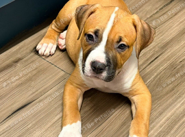 Beautiful boy pup