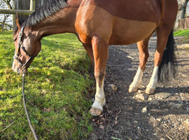 Land with a couple of stables