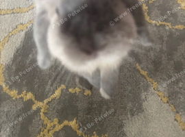Holland dwarf bunny