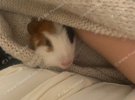 Guinea pig