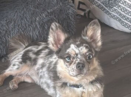 Chihuahua x Frenchie