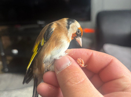 Gold finch cock