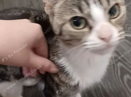 FREE CAT