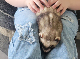 Looking to rehome a ferret (NOT FOR SALE)