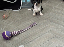 Dachshund x Chinese crested