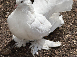 Indian fantail