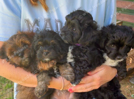 Beautiful yorkiepoo puppies