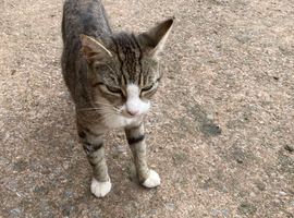 4 playful kittens looking for new