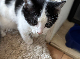 Kittens 8 weeks old ready to sell
