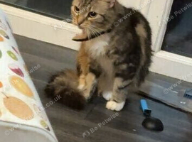2 female cats