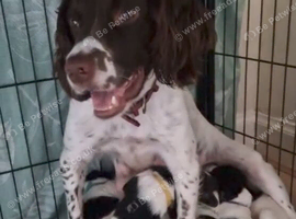 Chunky Sprocker Spaniel Puppies