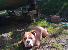 British bulldog