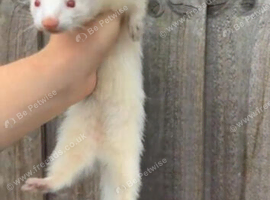 Ferrets mixed breed
