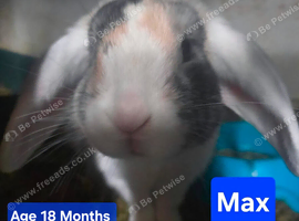 Male (buck) lop
