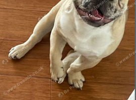 French bulldog