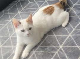Fluffy white female kitten