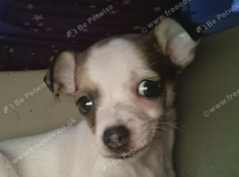 Boy jackawawa pup