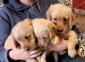 READY NOW. GOLDEN MINIATURE LABRADOODLE BOYS FROM 5* LICENCED BREEDER.