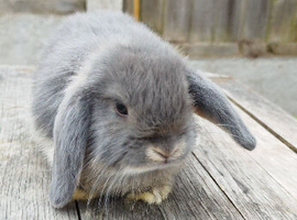 Mini Lop bunnies Pure Breed
