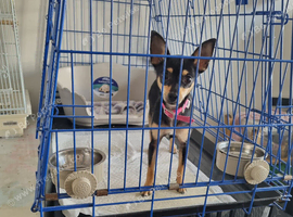 Chihuahua x jack Russell
