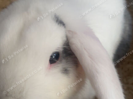 Male rabbit for sale