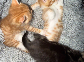 Kittens