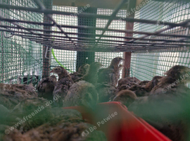 20 Quail Chicks Offheat