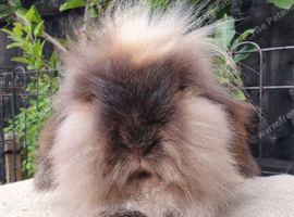 Double maned lionlop doe