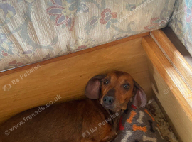 Miniature dachshund