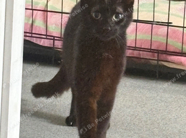 Young mum cat ready for rehoming.
