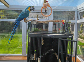Tame, Talking, Very friendly Blue and Gold Macaw