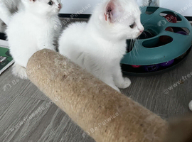 2 female whiute kitten ready  for new homes