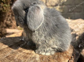 Miniature lops true to type