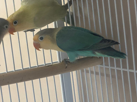 2 baby lovebirds
