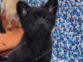 Fluffy and short haired French bulldog x German spitz