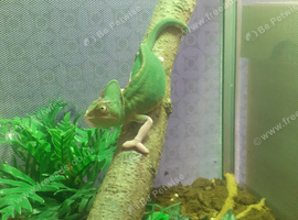 Female pied Yemen, with viv
