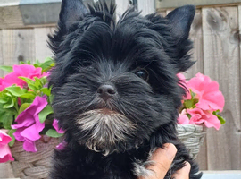 Beautiful Girl Black Yorkshire Terrier Pedigree