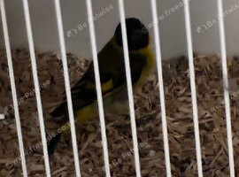Proven pair of hooded Siskins