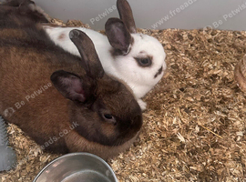 Selling 2 rabbits together