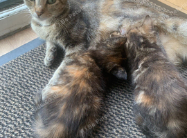 Kittens for sale
