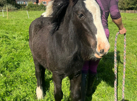 Gorgeous cob filly