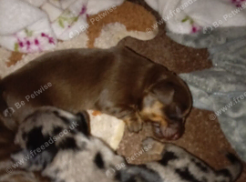 Last sausage dog puppy for sale