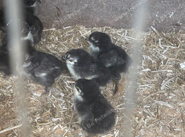 Various chicks for sale from day old to 10 weeks