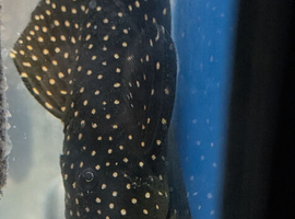 L007 Plec