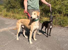 Saluki greyhound x whippet
