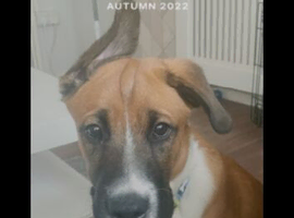 Boxer mixed husky