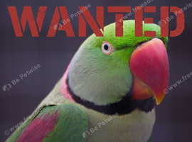 Looking for a Alexandrine Parrot