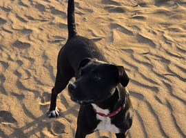 Gorgeous Labrador x staffy girl looking for new home!